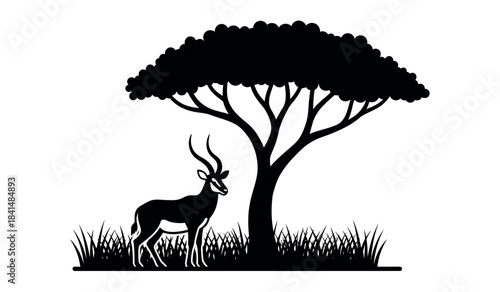 African impala standing beneath silhouette acacia tree