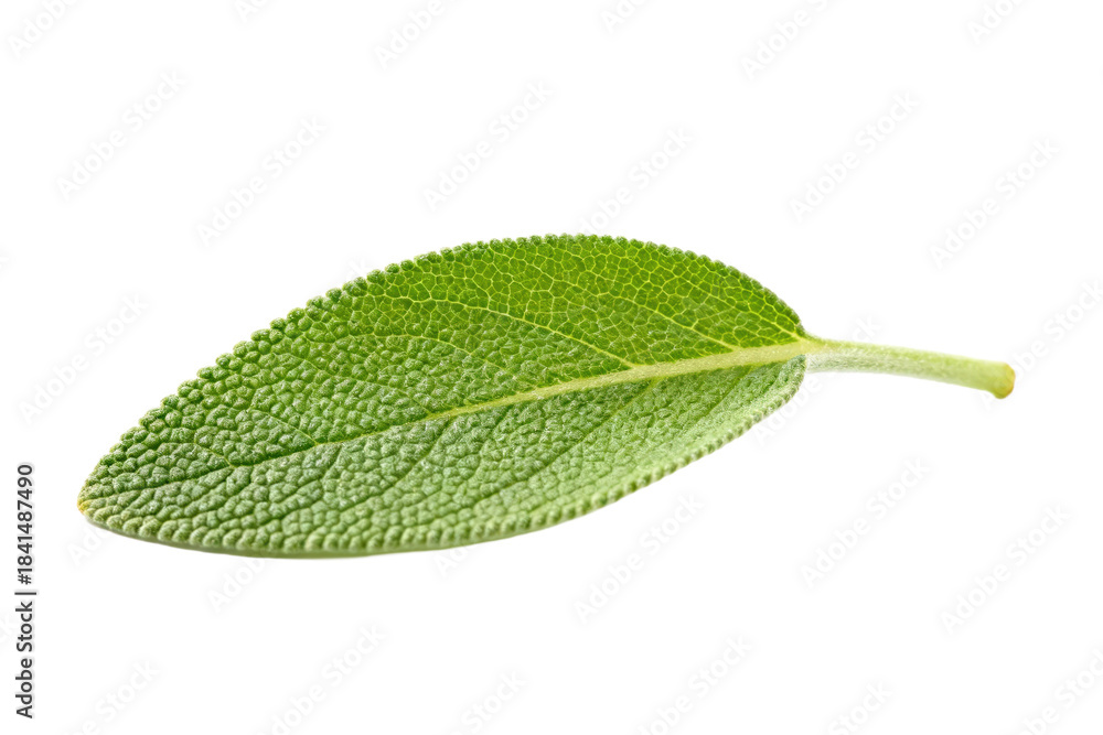 Obraz premium Close-up of a fresh green sage leaf with visible veins