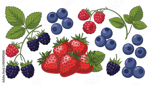 Colorful illustration of assorted berries including strawberries blueberries raspberries and blackberries