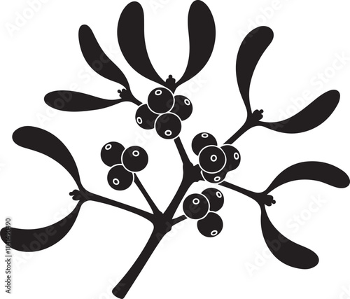 Black and white of marshmallow plant with clusters of berries and leaves botanical