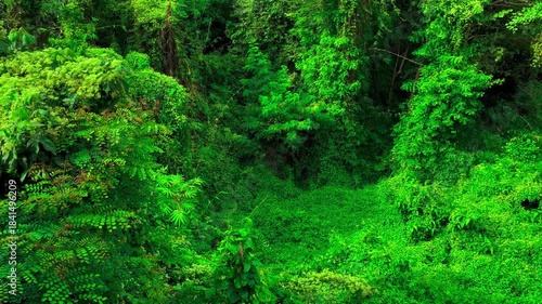 Landscape Windblown Green Leaves, Overgrown Creeping Plant and Trees with Butterflies Fly Record Video from Temple. Ban Dong Noi, Sakon Nakhon, Thailand. 07 NOV 2024, P.M./ Real Time Video