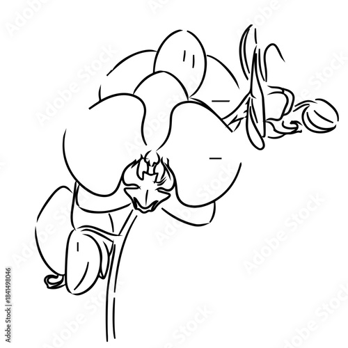 A clean and simple line art of a single orchid bloom with minimal outlines, emphasizing the natural shape of the petals.