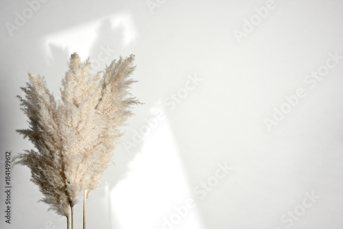 Background with dried grass plants