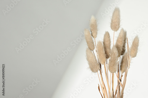 Background with dried grass plants