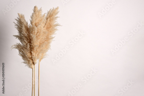 Background with dried grass plants