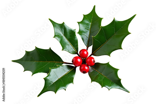 Fresh Holly Sprig with Red Berries White Background - Professional Botanical Photography