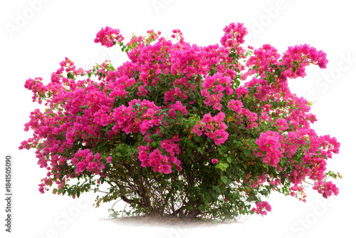 Bright pink bougainvillea flower bush with rich green leaves, perfect for spring and summer designs isolated on transparent background