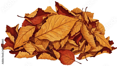 autumn leaves isolated on white