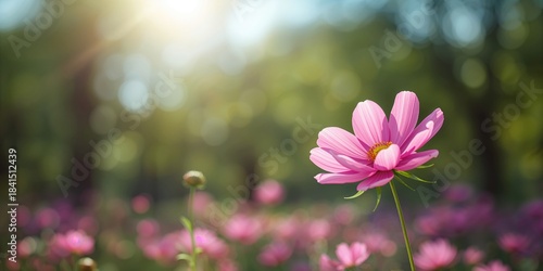 Fototapeta Naklejka Na Ścianę i Meble -  A detailed shot of a Cosmos flower in a park setting during bright sunlight, highlighting plant health and outdoor environment