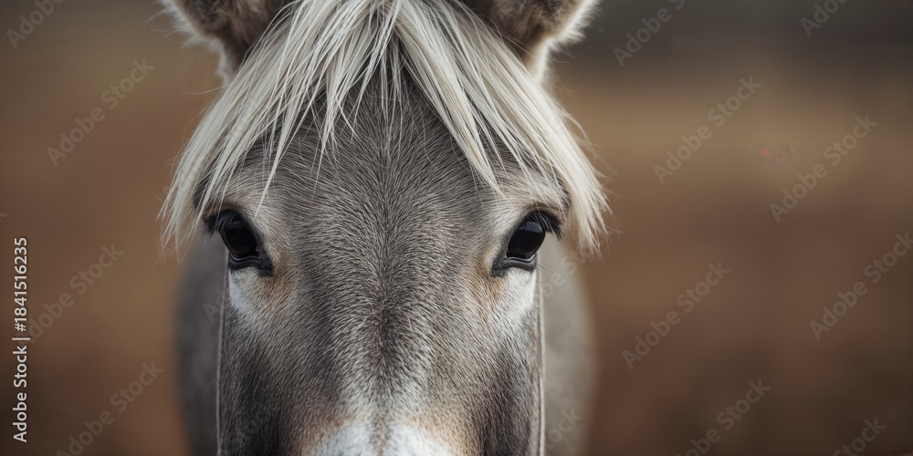 Obraz premium Donkey head photograph, animal anatomy for educational use