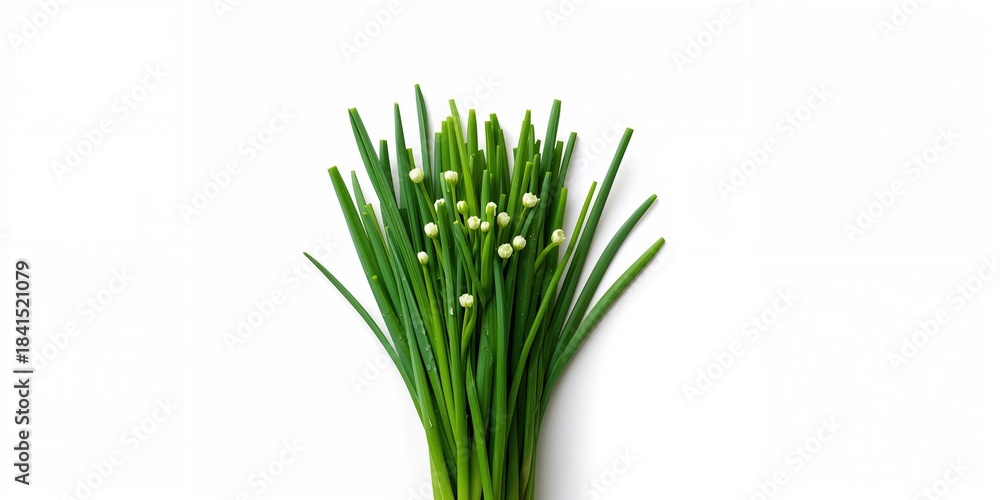Obraz premium Fresh Chinese chives and garlic chives displayed clearly for culinary use, focus on herb identification