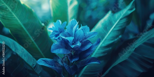 Detailed view of blue banana leaves in a garden setting, suitable for botanical textures