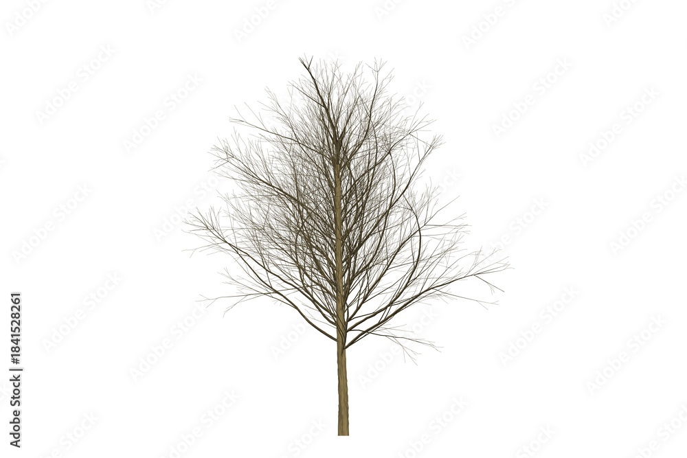 Fototapeta premium Single leafless tree standing alone on a white background