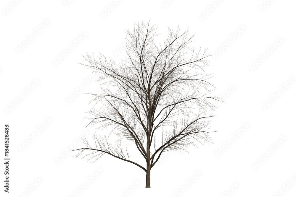 Obraz premium Black tree silhouette illustration