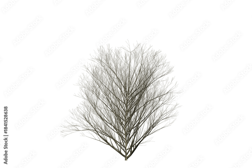 Obraz premium Leafless winter tree isolated on a white background