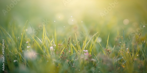 Fototapeta Naklejka Na Ścianę i Meble -  Soft-focused greenery in a meadow scene, ideal for environmental layout backgrounds