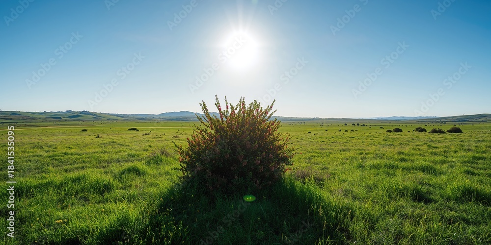Naklejka premium Green steppe bush in sunlight, used as a natural background for text and layout design