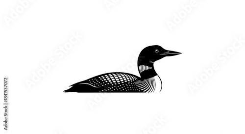 Elegant Loon Illustration - A Detailed Black and White Aquatic Bird.