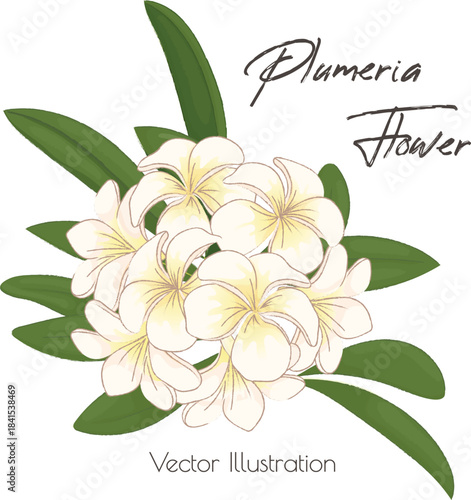 Plumeria Flower. Vector Illustration. Tropical Flowers Bloom.