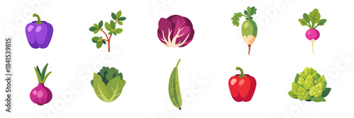 vegetables, big assorted set with purple bell pepper, purslane, radicchio, radish green, radish, red bell pepper, red onion, ridge gourd, romaine lettuce, romanesco