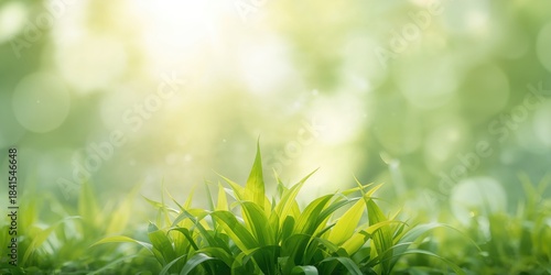 Nature light bokeh blurred background texture, ideal for editorial header backgrounds
