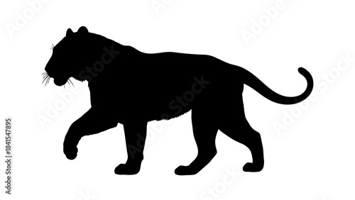 Tiger walking side view vector isolated on white background depicting a strong wild cat, a powerful feline with striped fur and long tail