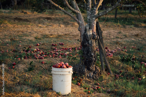 picking apples