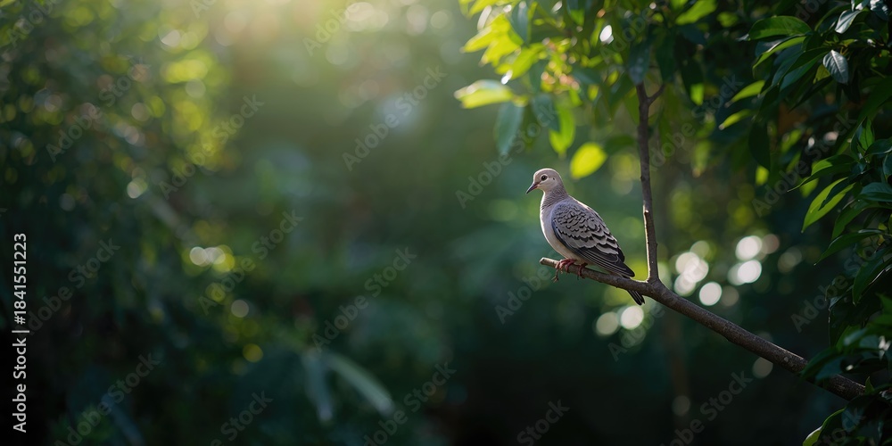 Obraz premium Zebra Dove perched on a tree branch in a lush forest setting, tropical bird habitat