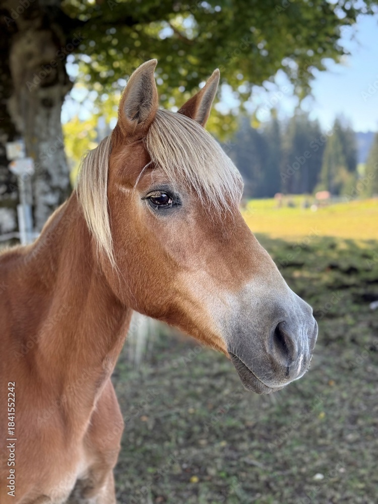 Naklejka premium Chestnut horse looking sideways on a sunny rural meadow