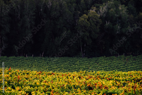 sunset in a california vineyard