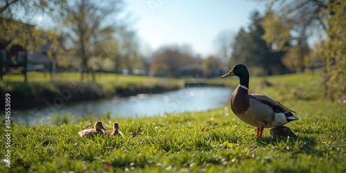 Fototapeta Naklejka Na Ścianę i Meble -  Adult duck grazing on lush green grass in a backyard farm, natural foraging behavior