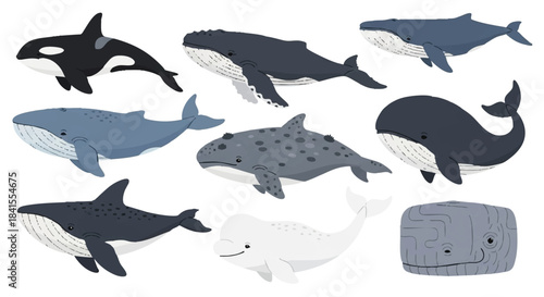 Cute flat vector illustration set of eight distinct whale species, including blue whale, orca, humpback, beluga, sperm whale, and pilot whale, isolated on a clean white background.