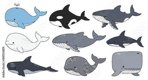Adorable collection of marine mammal whale species set, including blue whale, orca, beluga, and humpback whale, rendered in a cheerful 2D flat vector illustration on a clean white background.