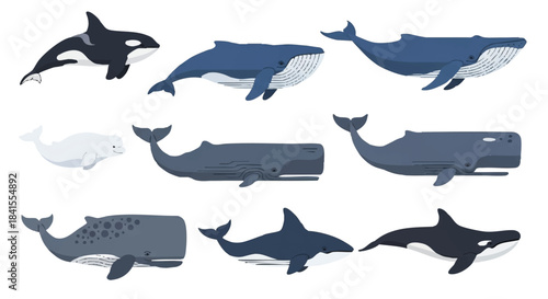 Flat 2D vector illustration collection of diverse marine whale species including the orca, blue whale, humpback, beluga, and sperm whale, presented simply on a clean white background.