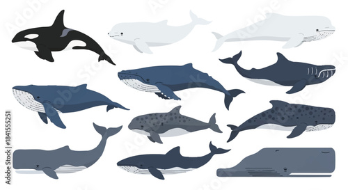 Diverse whale species collection, featuring orca, blue whale, humpback, beluga, gray, and pilot whales, swimming as a detailed 2D flat vector illustration set isolated on white.