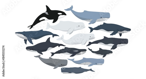 Minimalist flat 2D vector illustration of a diverse whale species bundle featuring cartoon marine mammals like the majestic blue whale, orca, beluga, humpback, and pilot whale, isolated on white.