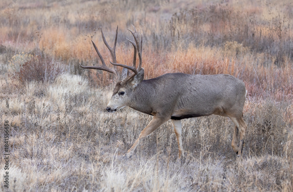 Fototapeta premium Buck Mule Deer During the Rut in Colorado in Autumn
