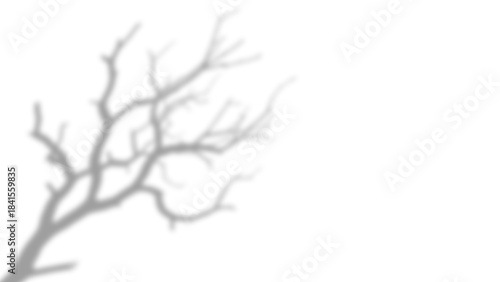 Soft Shadow Overlay of Bare Tree Branches isolated on a transparent background 