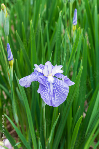 Wallpaper Mural 花菖蒲（染谷花菖蒲園） Torontodigital.ca