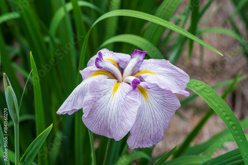 Wallpaper Mural 花菖蒲（染谷花菖蒲園） Torontodigital.ca