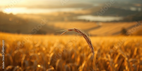 Close-up of a rice ear with grains maturing, crop growth and agricultural progress