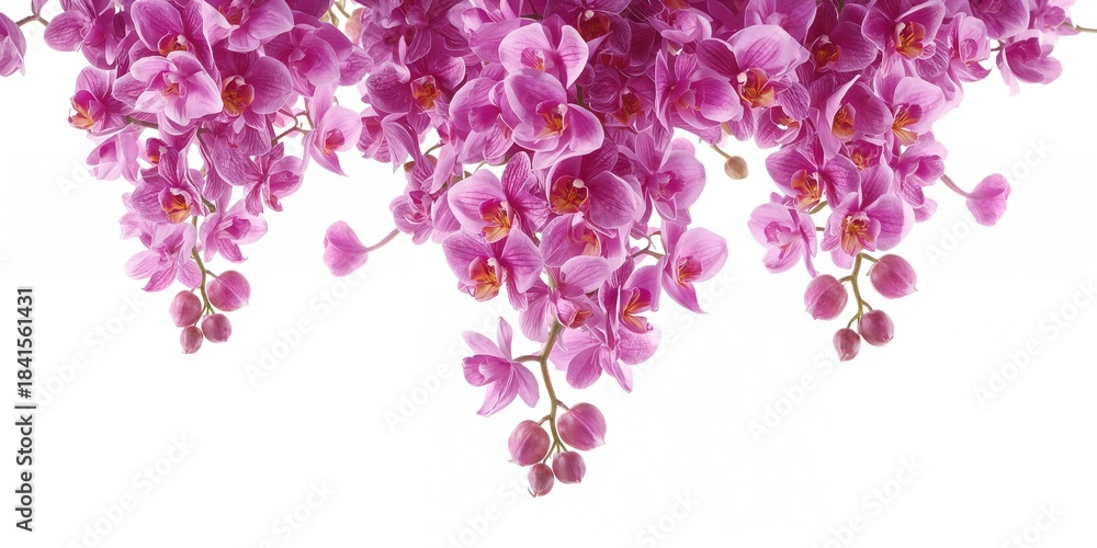 Fototapeta premium Isolated pink-purple orchid blossoms falling, ideal for decorative layout backgrounds