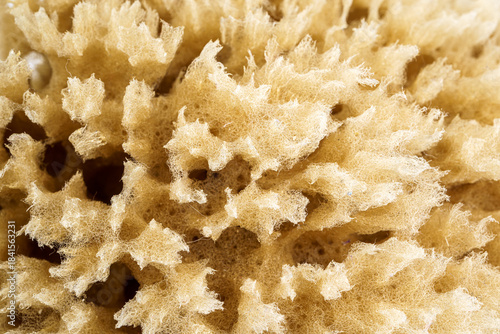 Close-up of a natural marine sponge showing its porous, textured surface.