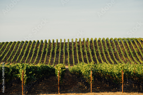 vineyard in california
