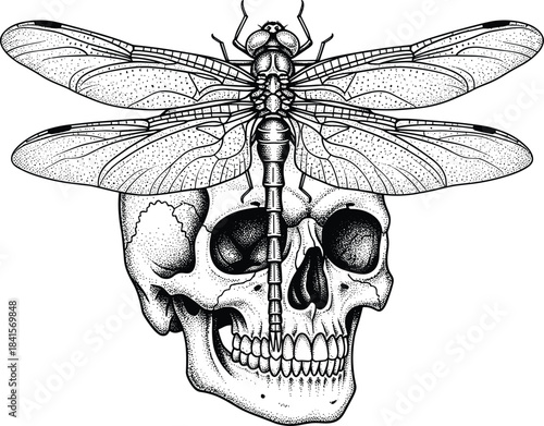 Intricate hand-drawn vintage illustration of a dragonfly resting on a human skull, black and white vector for death, insect, life, and macabre gothic concepts.