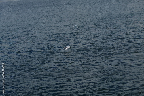 Gaviota alimentándose en la ría de Ortigueira.