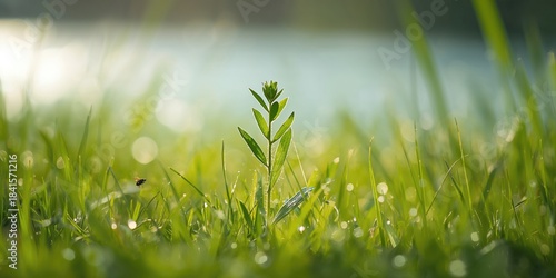 Fototapeta Naklejka Na Ścianę i Meble -  Small plant on green grass in a summer landscape, natural growth
