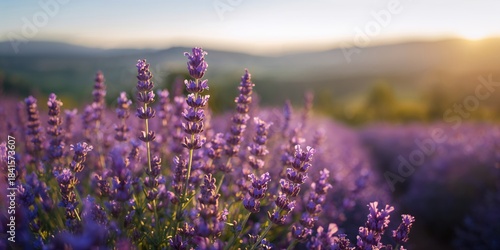Close-up of lavender bushes under evening light, floral textures, suitable for background or layout design,