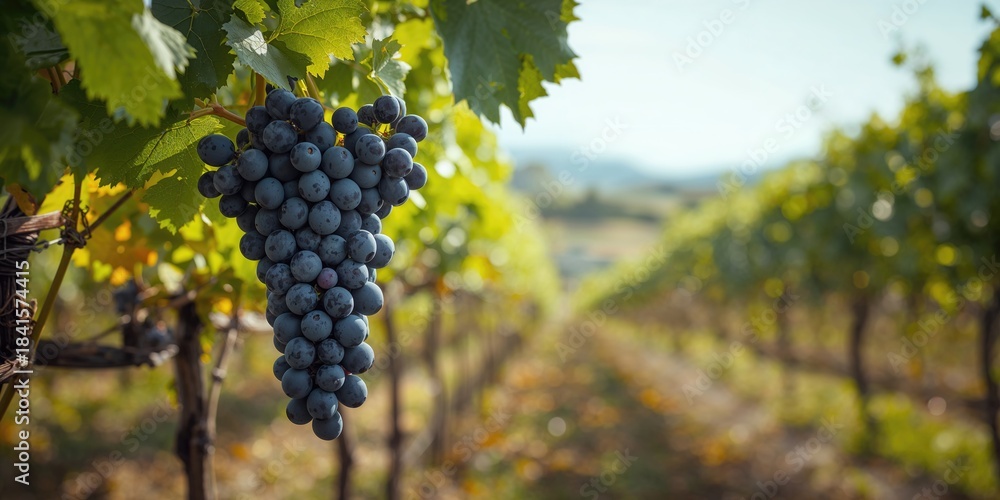 Obraz premium Cluster of black grapes on the vine in summer, highlighting fresh fruit for harvest scenes