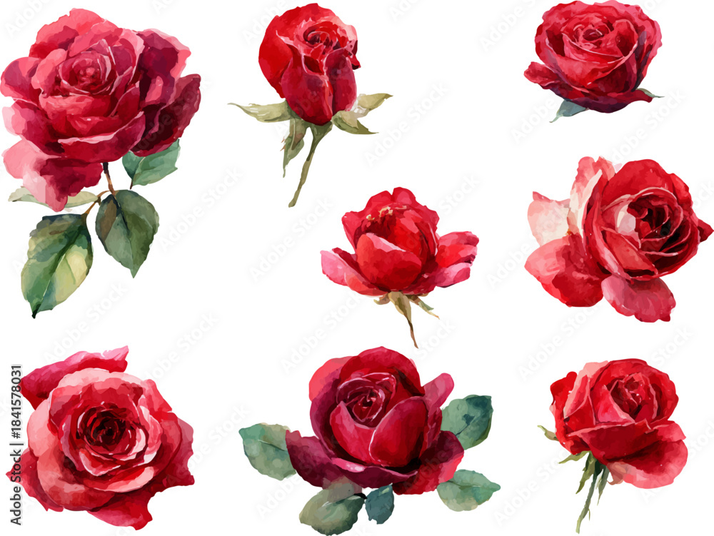 Fototapeta premium red roses isolated on white